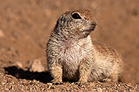 /images/133/2014-06-08-tucson-g-squirrels-1528.jpg - #11888: Round Tailed Ground Squirrels in Tucson … June 2014 -- Tucson, Arizona