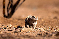 /images/133/2014-06-08-tucson-g-squirrels-1557.jpg - #11889: Round Tailed Ground Squirrels in Tucson … June 2014 -- Tucson, Arizona