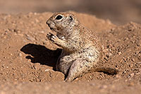 /images/133/2014-06-08-tucson-g-squirrels-1725.jpg - #11890: Round Tailed Ground Squirrels in Tucson … June 2014 -- Tucson, Arizona