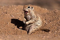 /images/133/2014-06-08-tucson-g-squirrels-1736.jpg - #11891: Round Tailed Ground Squirrels in Tucson … June 2014 -- Tucson, Arizona