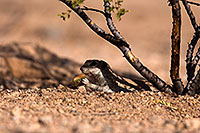 /images/133/2014-06-08-tucson-g-squirrels-1764.jpg - #11892: Round Tailed Ground Squirrels in Tucson … June 2014 -- Tucson, Arizona