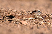 /images/133/2014-06-08-tucson-g-squirrels-1787.jpg - #11893: Round Tailed Ground Squirrels in Tucson … June 2014 -- Tucson, Arizona