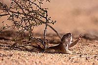 /images/133/2014-06-08-tucson-g-squirrels-1950.jpg - #11894: Round Tailed Ground Squirrels in Tucson … June 2014 -- Tucson, Arizona