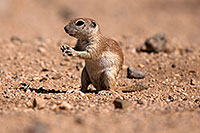 /images/133/2014-06-08-tucson-g-squirrels-2097.jpg - #11895: Round Tailed Ground Squirrels in Tucson … June 2014 -- Tucson, Arizona