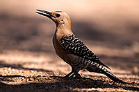 /images/133/2014-06-08-tucson-woodp-5d3_2105.jpg - #11896: Gila Woodpecker in Tucson … June 2014 -- Tucson, Arizona