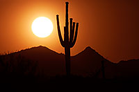 /images/133/2014-06-10-supers-sunset-mesa-5d2_6620.jpg - #11897: Sunset in Superstitions … June 2014 -- Sunset Cactus, Superstitions, Arizona
