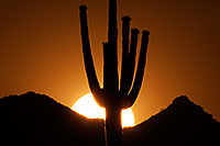/images/133/2014-06-10-supers-sunset-mesa-5d2_6659.jpg - #11899: Sunset in Superstitions … June 2014 -- Sunset Cactus, Superstitions, Arizona