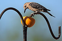 /images/133/2014-06-14-tucson-birds-5d3_0457.jpg - #11908: Male Gila Woodpecker in Tucson … June 2014 -- Tucson, Arizona