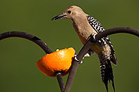 /images/133/2014-06-14-tucson-birds-5d3_0521.jpg - #11909: Male Gila Woodpecker in Tucson … June 2014 -- Tucson, Arizona