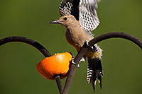 /images/133/2014-06-14-tucson-birds-5d3_0560.jpg - #11910: Male Gila Woodpecker in Tucson … June 2014 -- Tucson, Arizona