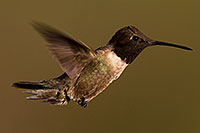 /images/133/2014-06-15-tucson-birds-5d3_1256.jpg - #11923: Annas Hummingbird in Tucson … June 2014 -- Tucson, Arizona