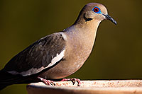 /images/133/2014-06-15-tucson-birds-5d3_1651.jpg - #11936: White Winged Dove in Tucson … June 2014 -- Tucson, Arizona