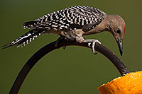 /images/133/2014-06-15-tucson-birds-5d3_1713.jpg - #11937: Male Woodpecker in Tucson … June 2014 -- Tucson, Arizona