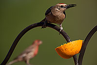 /images/133/2014-06-15-tucson-birds-5d3_2119.jpg - #11940: Male Woodpecker in Tucson … June 2014 -- Tucson, Arizona