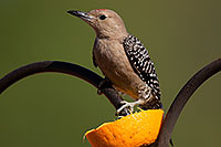 /images/133/2014-06-15-tucson-birds-5d3_2258.jpg - #11941: Male Woodpecker in Tucson … June 2014 -- Tucson, Arizona