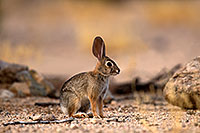/images/133/2014-06-15-tucson-rabbit-5d3_2545.jpg - #11944: Rabbit in Tucson … June 2014 -- Tucson, Arizona