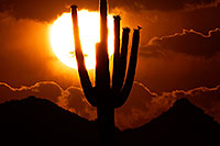 /images/133/2014-06-16-supers-sunset-5d3_3100.jpg - #11950: Sunset in Superstitions … June 2014 -- Sunset Cactus, Superstitions, Arizona