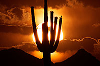 /images/133/2014-06-16-supers-sunset-5d3_3171.jpg - #11952: Sunset in Superstitions … June 2014 -- Sunset Cactus, Superstitions, Arizona