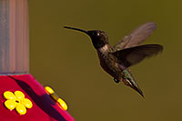 /images/133/2014-06-21-tucson-birds-1dx_0497.jpg - #11961: Annas Hummingbird in Tucson … June 2014 -- Tucson, Arizona