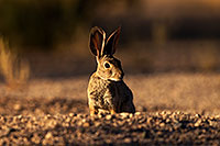 /images/133/2014-06-22-tucson-bunny-1dx_2696.jpg - #11971: Desert Cottontail in Tucson … June 2014 -- Tucson, Arizona