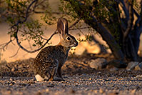 /images/133/2014-06-22-tucson-bunny-1dx_3160.jpg - #11981: Desert Cottontail in Tucson … June 2014 -- Tucson, Arizona