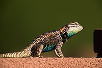 /images/133/2014-06-23-tucson-lizard-1dx_3354.jpg - #12004: Male Desert Spiny Lizard in Tucson … June 2014 -- Tucson, Arizona