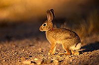 /images/133/2014-06-29-tucson-bunny-1dx_6274.jpg - #12010: Desert Cottontail in Tucson … June 2014 -- Tucson, Arizona