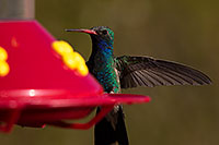 /images/133/2014-06-29-tucson-humming-1dx_4178.jpg - #12013: Broad Billed Hummingbird in Tucson … June 2014 -- Tucson, Arizona
