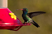 /images/133/2014-06-29-tucson-humming-1dx_5195.jpg - #12014: Broad Billed Hummingbird in Tucson … June 2014 -- Tucson, Arizona