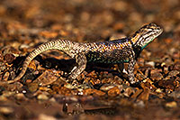 /images/133/2014-06-29-tucson-lizard_1dx_5189.jpg - #12016: Desert Spiny Lizard in Tucson … June 2014 -- Tucson, Arizona