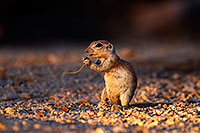 /images/133/2014-06-29-tucson-squirrels-1dx_6403.jpg - #12022: Round Tailed Ground Squirrels in Tucson … June 2014 -- Tucson, Arizona