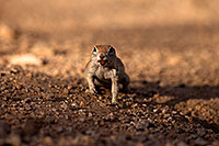 /images/133/2014-07-19-tucson-creatures-1dx_2528.jpg - #12064: Round Tailed Ground Squirrels in Tucson … July 2014 -- Tucson, Arizona