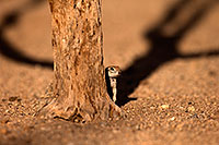 /images/133/2014-07-19-tucson-creatures-1dx_2623.jpg - #12069: Round Tailed Ground Squirrels in Tucson … July 2014 -- Tucson, Arizona