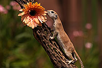 /images/133/2014-07-20-tucson-creatures-1dx_3549.jpg - #12090: Round Tailed Ground Squirrels in Tucson … July 2014 -- Tucson, Arizona