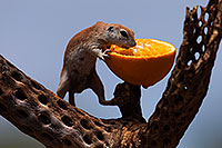 /images/133/2014-07-20-tucson-creatures-1dx_3652.jpg - #12092: Round Tailed Ground Squirrels in Tucson … July 2014 -- Tucson, Arizona
