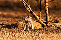 /images/133/2014-07-27-tucson-creatures-1dx_5250.jpg - #12099: Round Tailed Ground Squirrels in Tucson … July 2014 -- Tucson, Arizona
