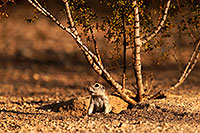 /images/133/2014-07-27-tucson-creatures-1dx_5260.jpg - #12101: Round Tailed Ground Squirrels in Tucson … July 2014 -- Tucson, Arizona