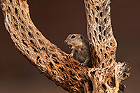 /images/133/2014-07-27-tucson-creatures-1dx_5330.jpg - #12102: Round Tailed Ground Squirrels in Tucson … July 2014 -- Tucson, Arizona