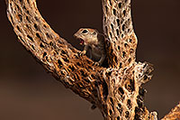 /images/133/2014-07-27-tucson-creatures-1dx_5363.jpg - #12103: Round Tailed Ground Squirrels in Tucson … July 2014 -- Tucson, Arizona