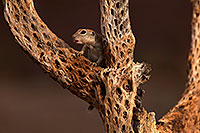 /images/133/2014-07-27-tucson-creatures-7-1dx_5365.jpg - 12106: Round Tailed Ground Squirrels in Tucson … July 2014 -- Tucson, Arizona