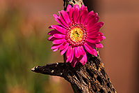 /images/133/2014-07-28-tucson-flowers-1dx_5612.jpg - 12108: Gerbera Daisy in Tucson … July 2014 -- Tucson, Arizona