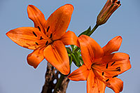 /images/133/2014-07-28-tucson-flowers-1dx_5615.jpg - #12109: Orange Lilies in Tucson … July 2014 -- Tucson, Arizona