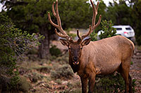 /images/133/2014-08-01-gc-elk-1dx_0120.jpg - #12120: Elk in Grand Canyon … August 2014 -- Grand Canyon, Arizona