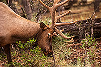 /images/133/2014-08-12-gc-elk-1dx_4278.jpg - #12125: Elk in Grand Canyon … August 2014 -- Grand Canyon, Arizona