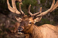 /images/133/2014-08-12-gc-elk-1dx_4361.jpg - #12128: Elk in Grand Canyon … August 2014 -- Grand Canyon, Arizona