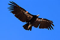 /images/133/2014-08-17-gc-condor-1dx_6997.jpg - #12148: California Condor in Grand Canyon … August 2014 -- Grand Canyon, Arizona