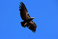/images/133/2014-08-17-gc-condor-1dx_7156.jpg - #12150: California Condor in Grand Canyon … August 2014 -- Grand Canyon, Arizona