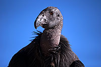 /images/133/2014-08-17-gc-condor-35-1dx_6415.jpg - #12150: California Condor in Grand Canyon … August 2014 -- Grand Canyon, Arizona