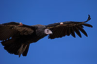 /images/133/2014-08-17-gc-condor-6540-1dx_6889.jpg - #12151: California Condor in Grand Canyon … August 2014 -- Grand Canyon, Arizona