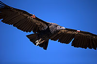 /images/133/2014-08-17-gc-condor-6540-1dx_6944.jpg - #12153: California Condor in Grand Canyon … August 2014 -- Grand Canyon, Arizona